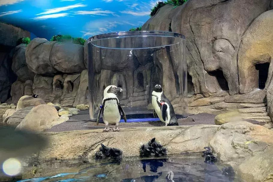 The penguins exhibit at Ripley's Aquarium. 