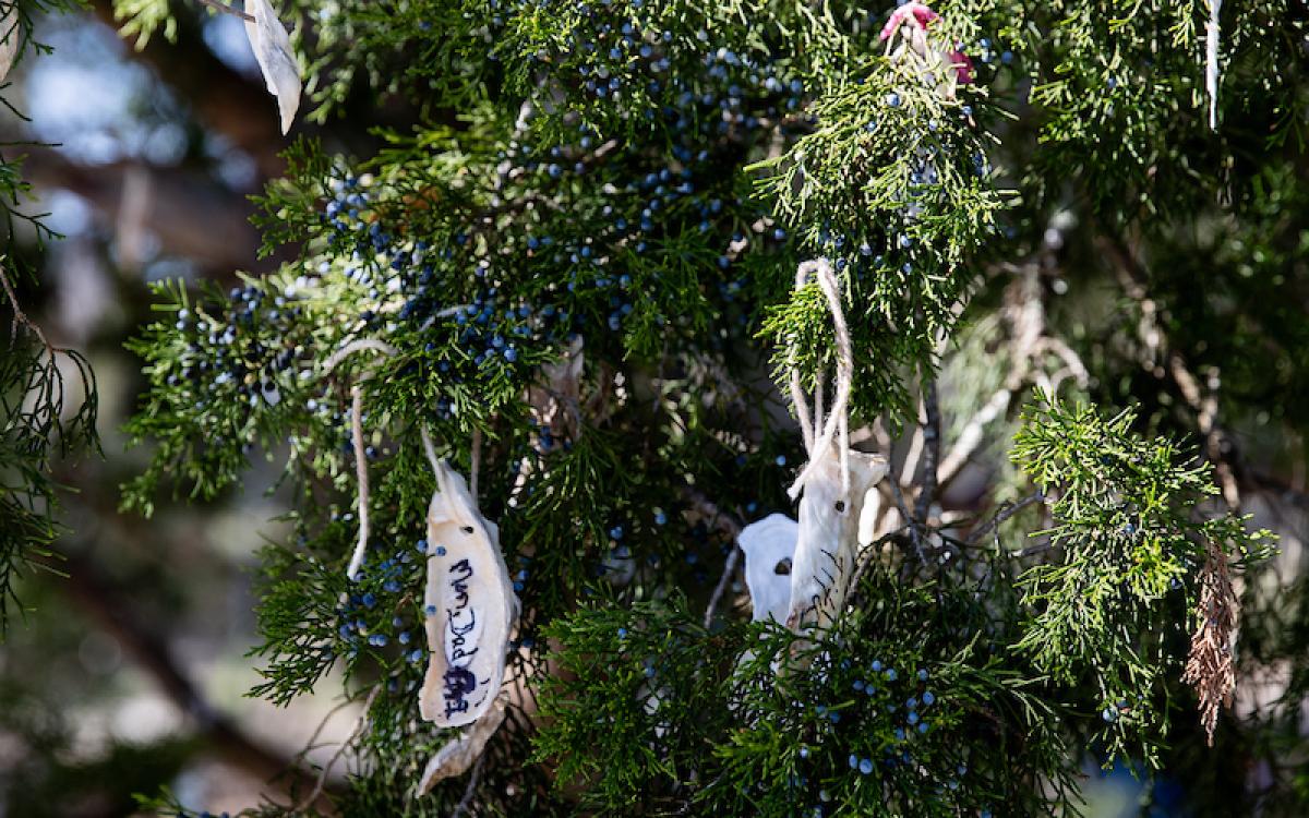 Vereen Memorial Gardens Wishing Tree