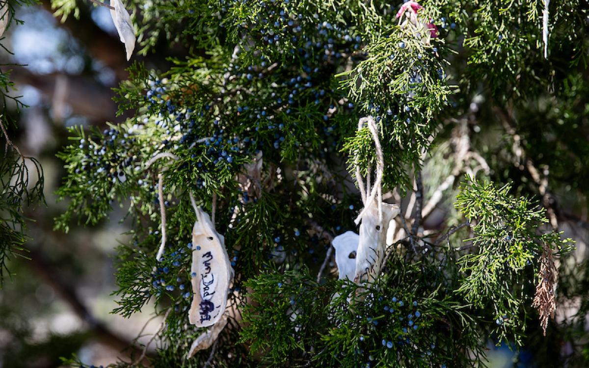 Vereen Memorial Gardens Wishing Tree
