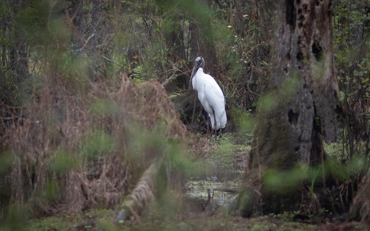 Loris Nature Park