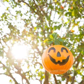 Halloween pumpkins in trees in Conway 
