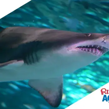 Sensory Friendly Visit at Ripley's Aquarium